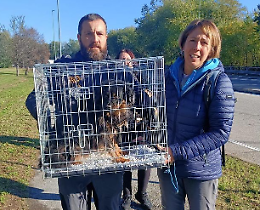 Trovata morta nel Sangone, il Comune salva i suoi cani