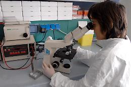 Tumore al pancreas, una scoperta rivoluzionaria aiuterà la prevenzione
