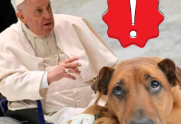 Perché Papa Francesco ce l'ha con cani e gatti? La Bibbia dice...