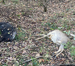Un cinghiale legato a un albero per attirare i lupi in trappola
