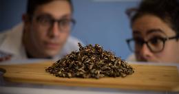 Dai grilli "stellati" all'intelligenza artificiale antitumore: le startup torinesi in salsa francese si raccontano