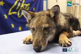 Un lupo incrociato con un cane catturato in Val di Susa. Ma il Biondo resta un fantasma