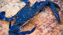 Granchio blu, formiche di fuoco e nutrie: le specie aliene che ci minacciano