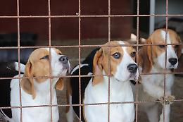 Decine di cani scaricati come pacchi al rifugio. «Aiutateci, servono coperte e pappa»