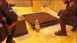 Dentro la vecchia cascina dimenticata spunta una piantagione di marijuana
