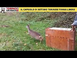 Un capriolo a spasso nel centro città - GUARDA FOTO E VIDEO
