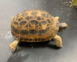 Una tartaruga in via di estinzione trovata in un giardino di Nichelino