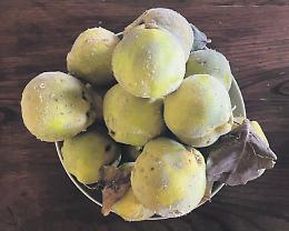 Marmellata di mele cotogne
Buona con pane o formaggi
