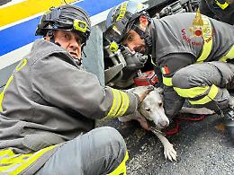 Cane intrappolato sotto le ruote del tram: il salvataggio (LE FOTO)