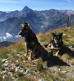 Addio ad Argo e Fiamma, i cani del rifugio uccisi da un bracconiere