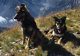Passeggiavano con il padrone, li hanno uccisi a fucilate. Ecco chi è stato