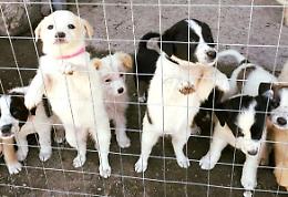 Con &ldquo;Natale a casa di Alice&rdquo; per aiutare gli amici a 4 zampe