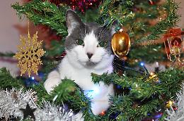 Il rapporto tra gatti e alberi di Natale: luci e palline diventano un’attrazione