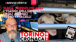 Animali morti, Tir stipati: l'orribile viaggio degli agnelli di Natale