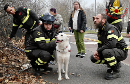 Scappa dai petardi e finisce nel fiume, un cane salvato dai vigili del fuoco