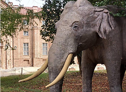 L'elefante Fritz riapre il Museo chiuso da oltre 10 anni 