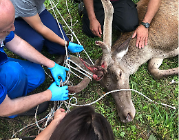 Dai colombi ai lupi, nel 2023 a Grugliasco salvati 5mila animali. Cosa fare se si trova un animale ferito? 