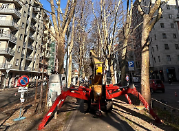Maxi potatura per 182 platani: «Soltanto 3 gli abbattimenti»