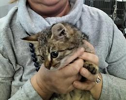 Un gattino preso a calci. «Poi gli hanno sparato»