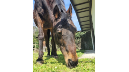 E’ morto Remì, il cavallo cieco abbandonato in strada un anno fa