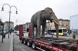 Spunta un elefante in giro per Torino - IL VIDEO