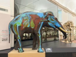 Il Museo di Scienze Naturali di Torino sold out tutti i weekend di gennaio