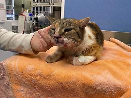 Salva una gattina in strada e rischia di pagare tutto lui: "Mi hanno detto che dovevo lasciarla lì"