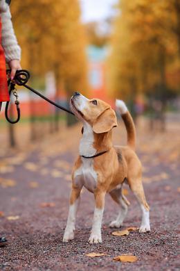Perché i cani scodinzolano?