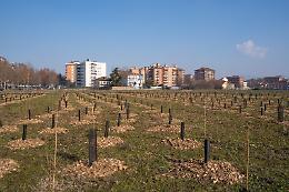 La città verde d’Italia, in 11 anni piantati 70mila alberi