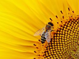 Dalla natura all'alveare: una serata esclusiva con l'apicoltore del Laghetto delle Api