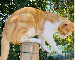 Gatti scomparsi, pioggia di accuse. E spunta la querela della vicesindaca