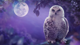 The Magical Music of Harry Potter: una serata di incanto e magia