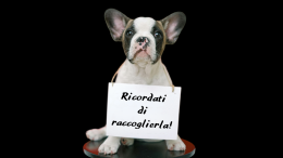 Cani e deiezioni non raccolte, prime multe con il Dna. E ora ne arriveranno altre decine 