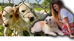 Una giornata con Cristina Chiabotto e i cani in cerca di adozione: «Diamo loro una nuova casa»