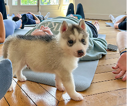 Puppy Yoga a Torino: L'armonia Del Benessere Tra Posizioni e Coccole a Quattro Zampe