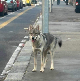 «Aiutateci a trovare il nostro cane lupo cecoslovacco Zagor»