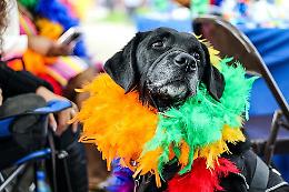 Il Carnevale è un’incognita per Fido, occhio allo “stress” da maschera