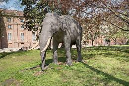 Fritz, l'elefante che amava il vino, è tornato nella "sua" Palazzina di Caccia di Stupinigi 
