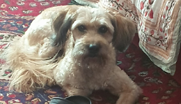 Storia di Ruchè, cagnolina avvelenata dall’hashish dei pusher  in un giardino di Torino