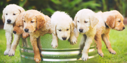 2ª edizione della mostra degli animali al Peraga Garden Center: un evento da non perdere!