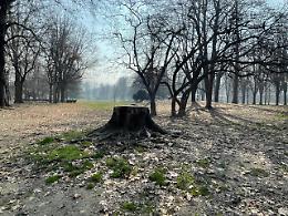 Giardini Reali: abbattuti 12 alberi. E la protesta dei cittadini non si arresta