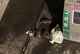 Largo IV Marzo invaso dai topi: &laquo;Hanno resistito a 5 derattizzazioni&raquo;