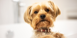 Dalla coda all'orecchio: scopri il linguaggio segreto dei cani a Torino