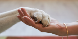 Serata speciale pet-therapy: amore e felicità su quattro zampe