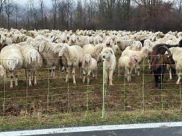 Gregge in sofferenza a San Gillio 