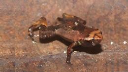 Scoperta nelle foresti brasiliane una rana lunga appena 7 millimetri