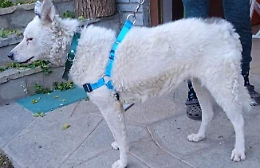 Appello urgente: quasi un anno senza la cagnolina Zara, si sollecita l’aiuto della comunità
