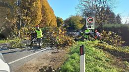 Abbattimento alberi pericolosi, la strada chiude altri 10 giorni