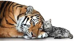 I gatti domestici condividono il 95,6% del loro patrimonio genetico con le tigri