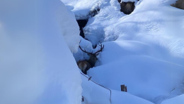 Paura per un cervo rimasto intrappolato nella neve: «Non avvicinatelo»